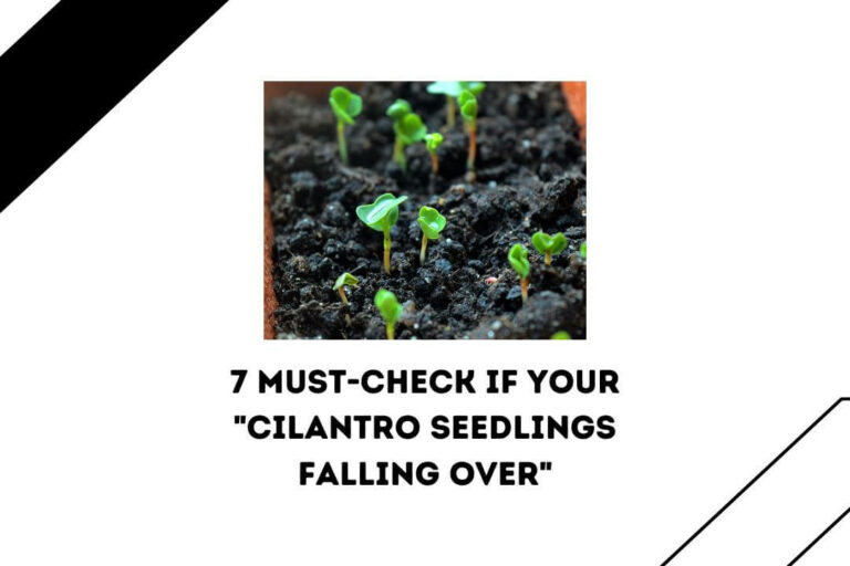 Cilantro Seedlings Falling Over: 7 KEY REASONS & Easy Fix