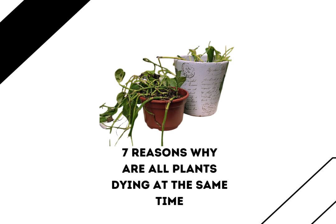 Why Are All My Plants Dying At The Same Time 7 REASONS With Easy Solution