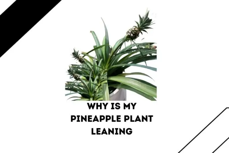 Why Is My Pineapple Plant Leaning: 7 Reasons With Easy Fixes