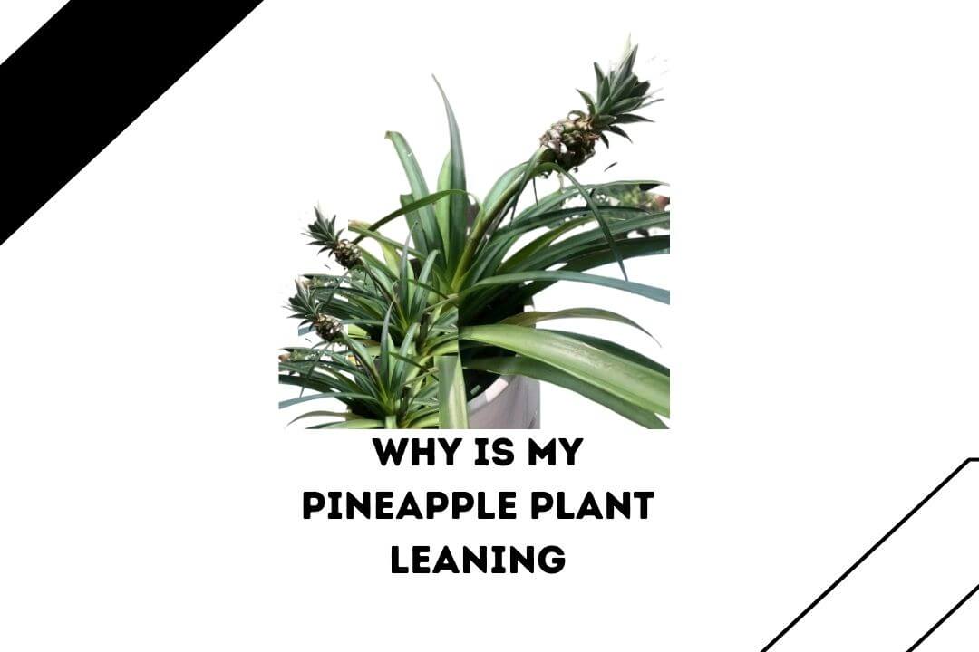 Why Is My Pineapple Plant Leaning 7 Reasons With Easy Fixes