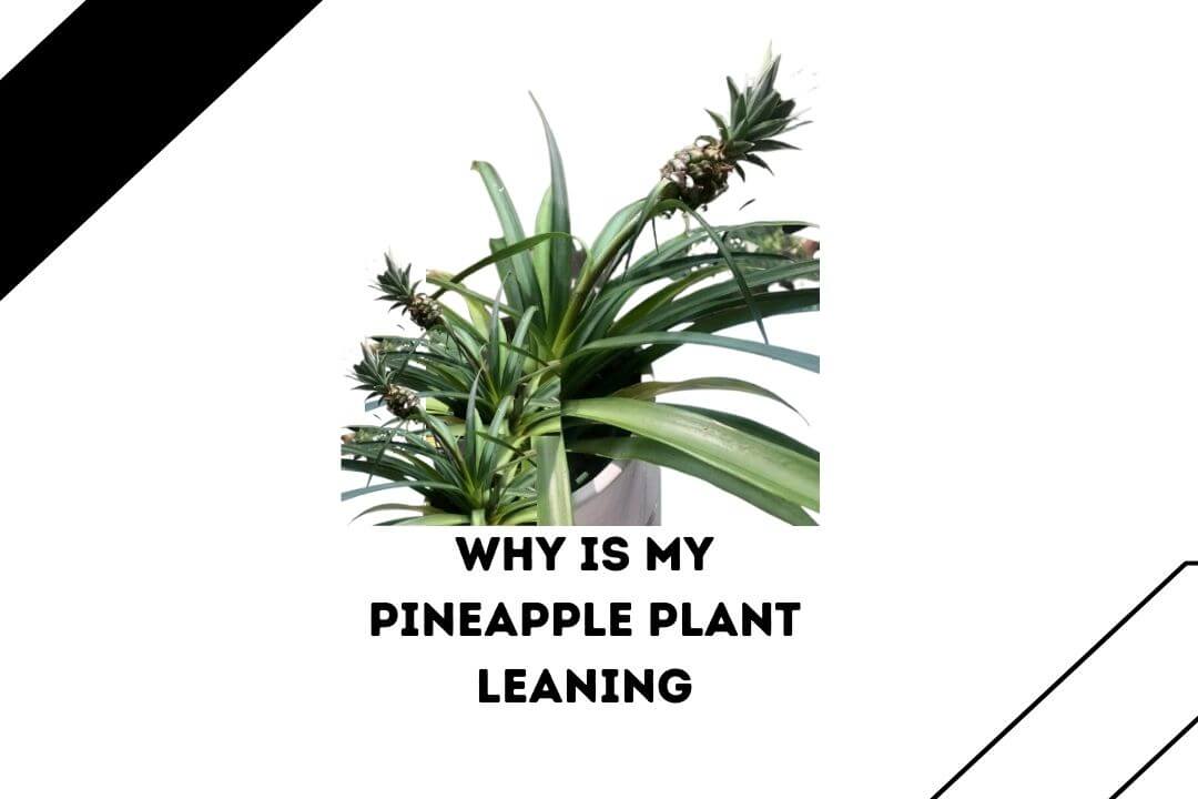 Why Is My Pineapple Plant Turning Yellow 5 Reasons With Easy Fixes