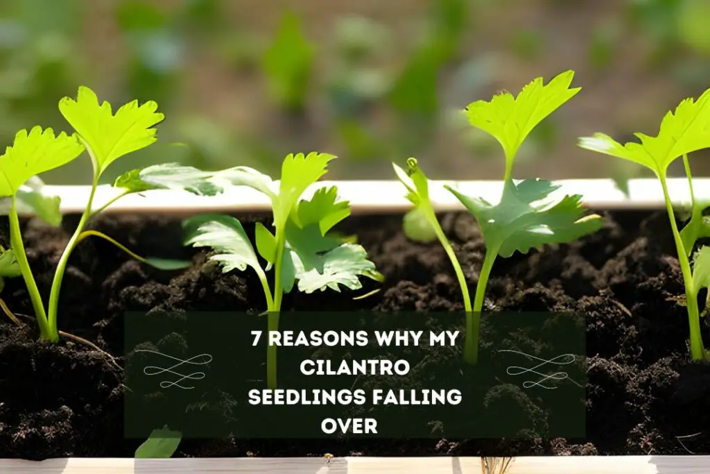 7 Reasons Why My Cilantro Seedlings Falling Over  
