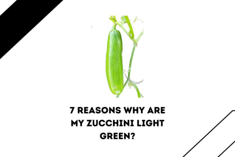 7 Reasons Why Are My Zucchini Light Green?