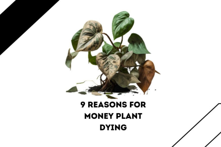 Why Is My Money Plant Dying? 9 REASONS
