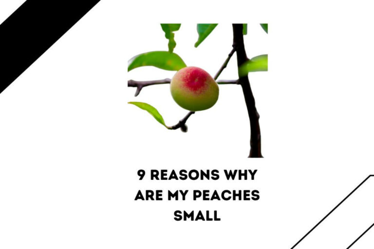 9 Startling Reason Why Are My Peaches Small