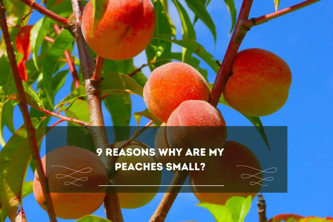 9 Startling Reason Why Are My Peaches Small