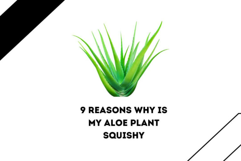 Why Is My Aloe Plant Squishy: 9 Reasons & Easy Solution’
