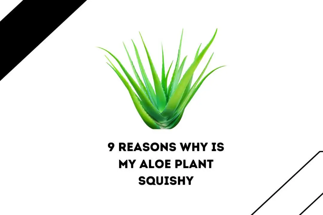Why Is My Aloe Plant Squishy 9 Reasons & Easy Solution'