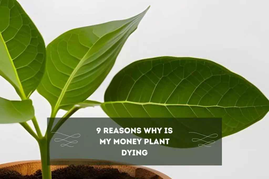 Why Is My Money Plant Dying