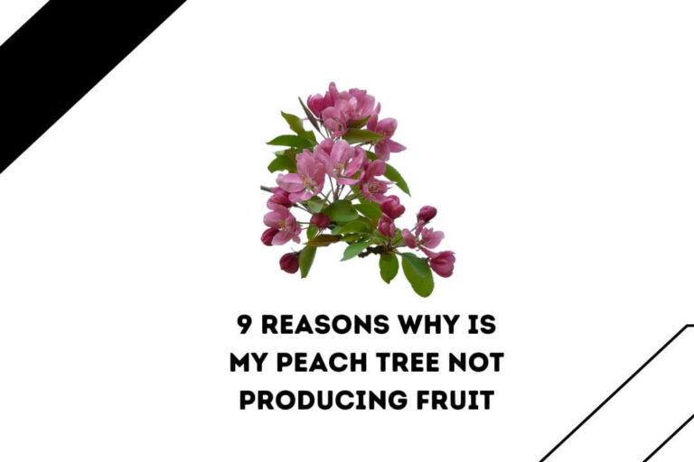 9 Reasons Why Is My Peach Tree Not Producing Fruit