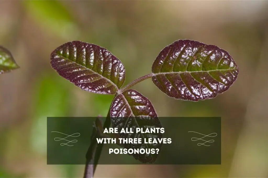 Are All Plants with Three Leaves Poisonous?