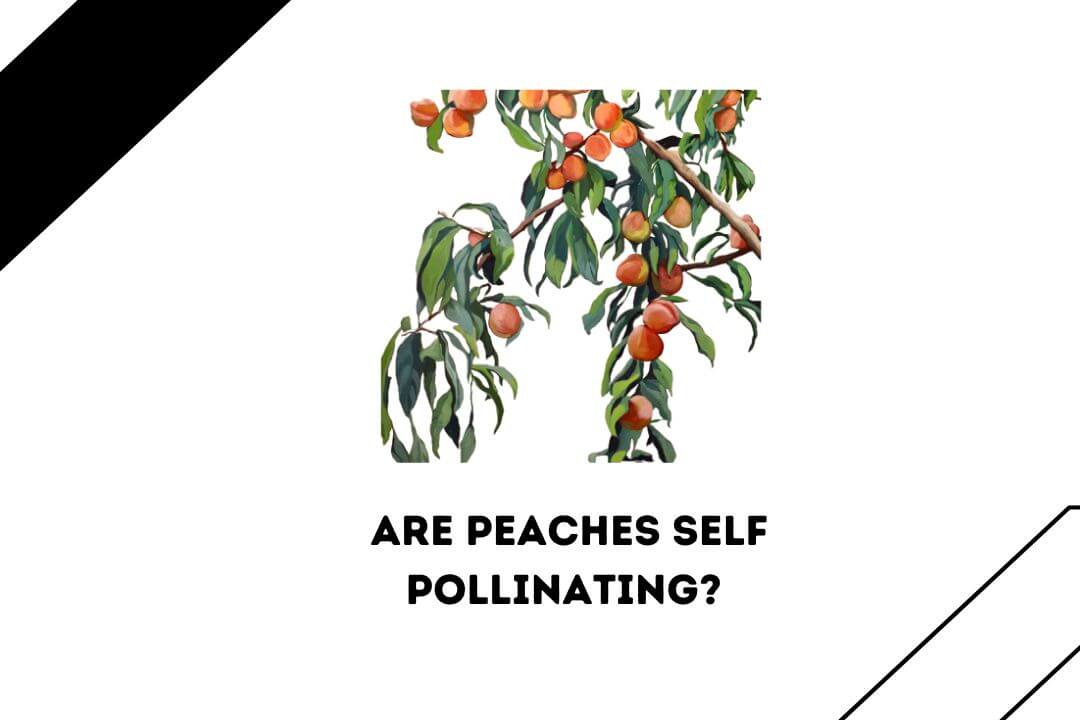 7 Selfpollinating Peach Trees Are All Peach Trees Selfpollinating?