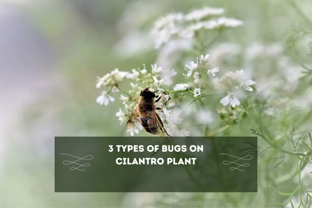 Tiny Bugs On Cilantro Plant  