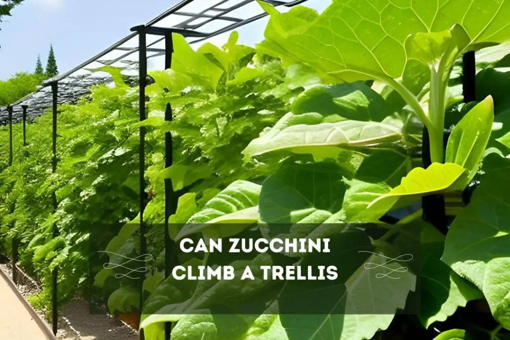 CAN ZUCCHINI CLIMB A TRELLIS