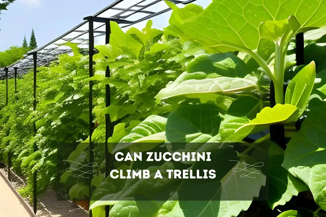 Can Zucchini Climb A Trellis? How Do Zucchini Plants Climb?
