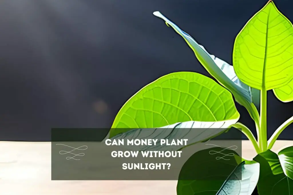 Can Money Plant Grow Without Sunlight?