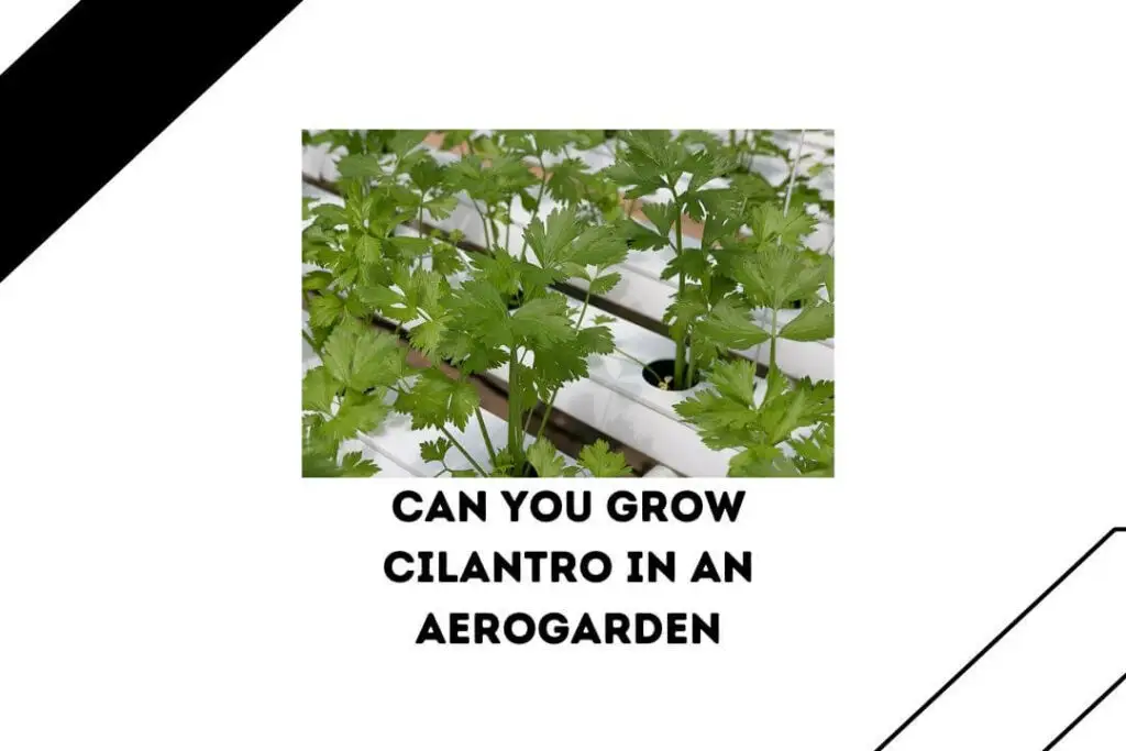 Cilantro Leaves Turning Red7 Possible Reasons & 3 Risks