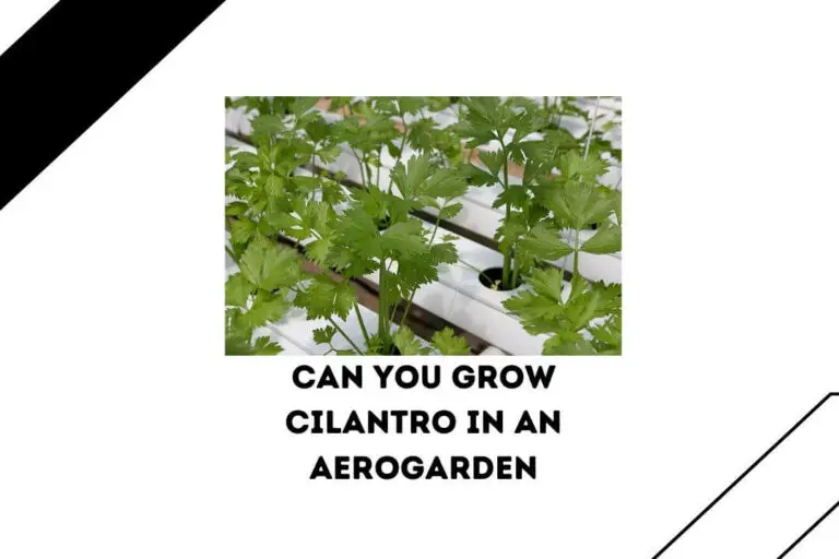 Can You Grow Cilantro In An Aerogarden? 7 Easy Steps