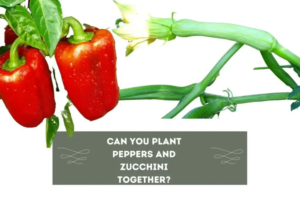 Can You Plant Peppers And Zucchini Together?