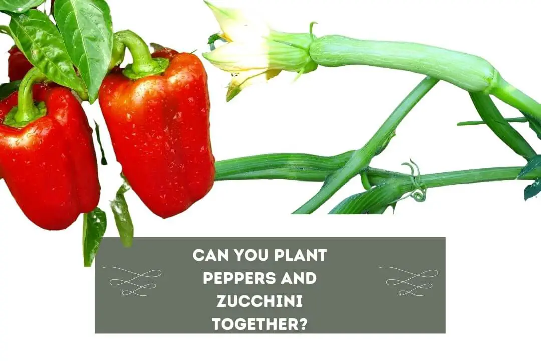 can-you-plant-peppers-and-zucchini-together