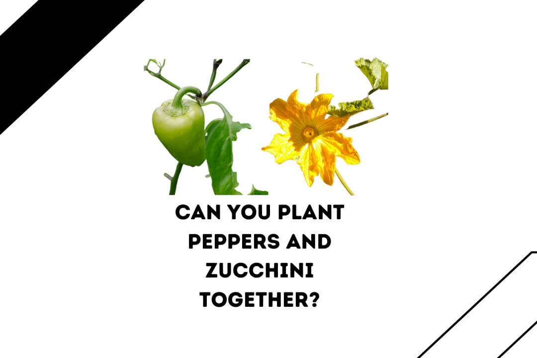 Can You Plant Peppers And Zucchini Together can-you-plant-peppers-and-zucchini-together