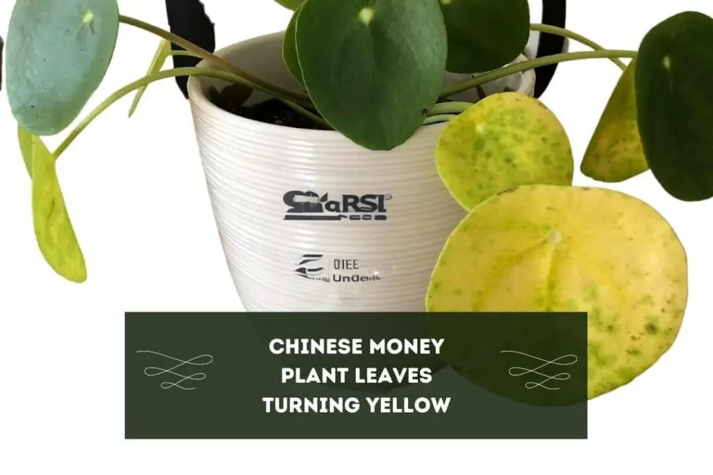 Chinese Money Plant Leaves Turning Yellow