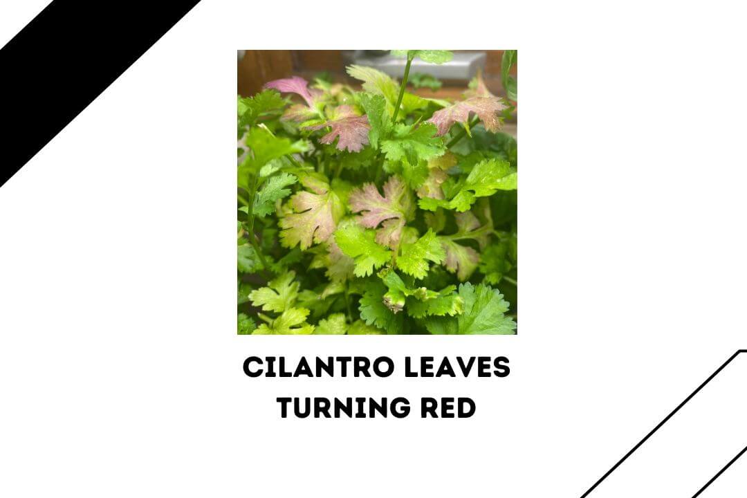 Cilantro Leaves Turning Red7 Possible Reasons & 3 Risks