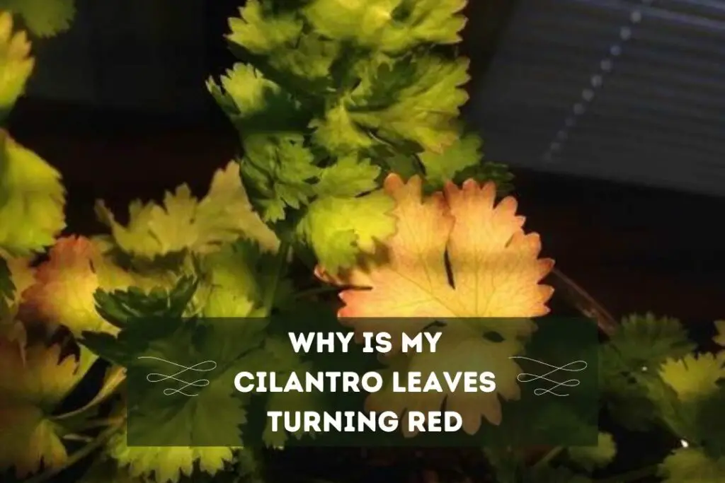 Cilantro Leaves Turning Red