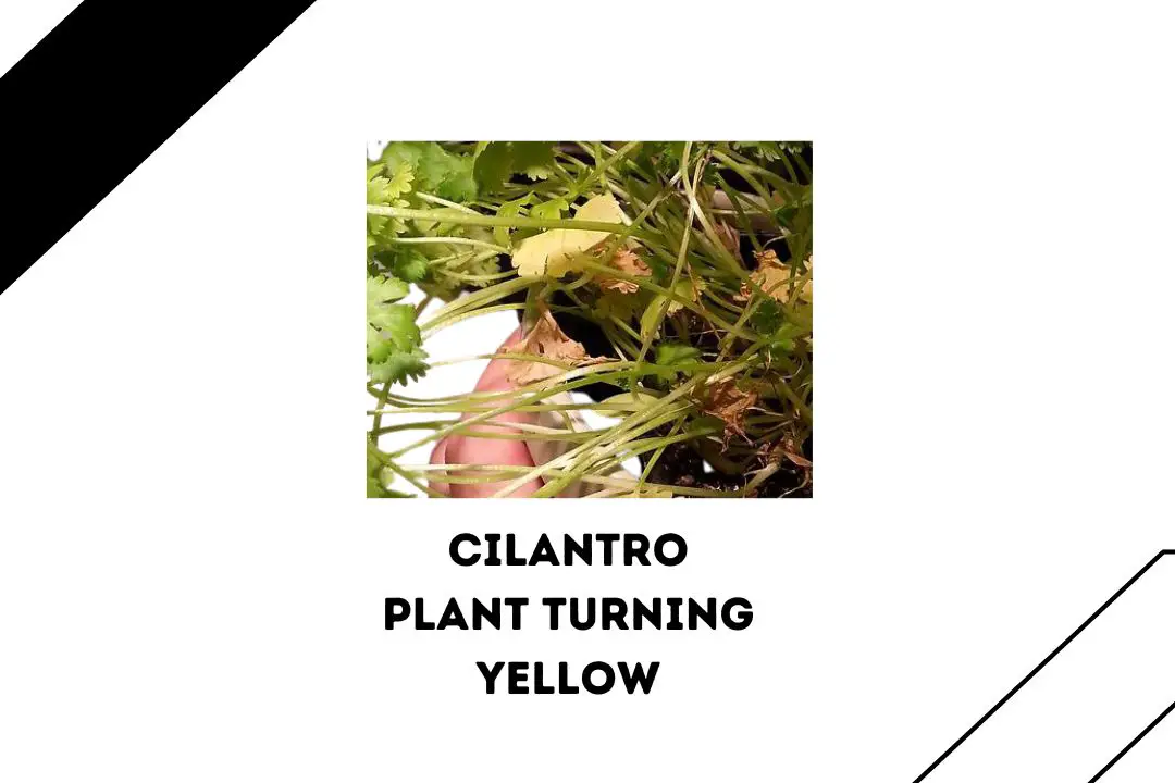 Cilantro Plant Turning Yellow 7 Possible Reasons