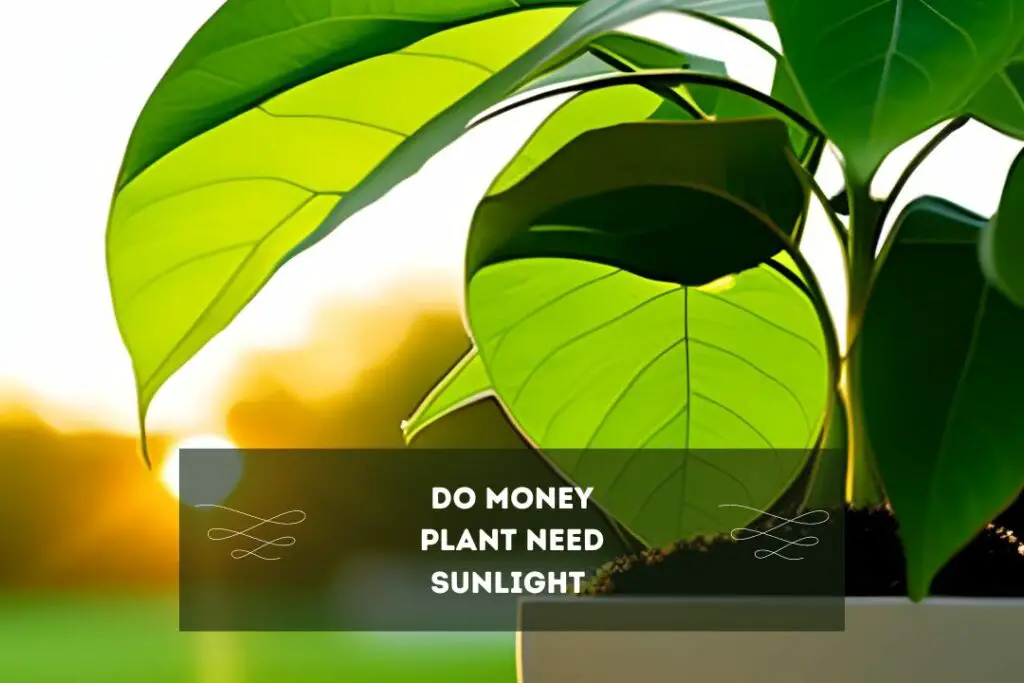 Do Money Plant Need Sunlight 