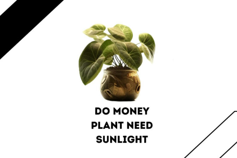 3 Key Reasons Why Do Money Plants Need Sunlight? (Risks)