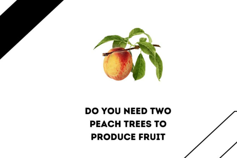 7 Reasons Why Do You Need 2 Peach Trees To Produce Fruit