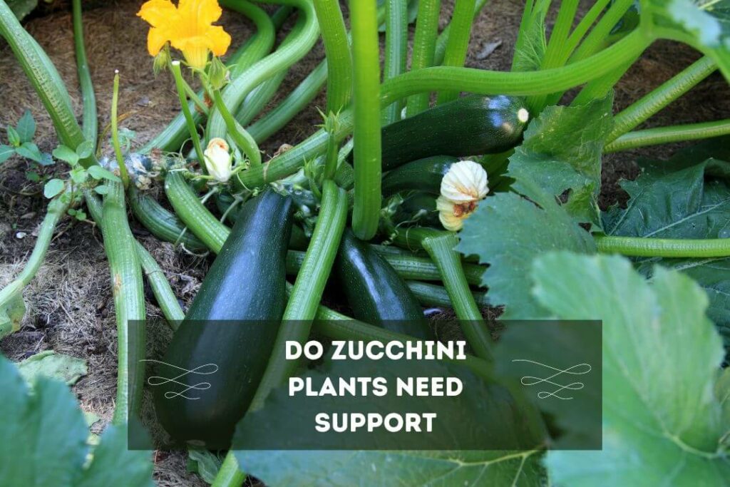 Do Zucchini Plants Need Support