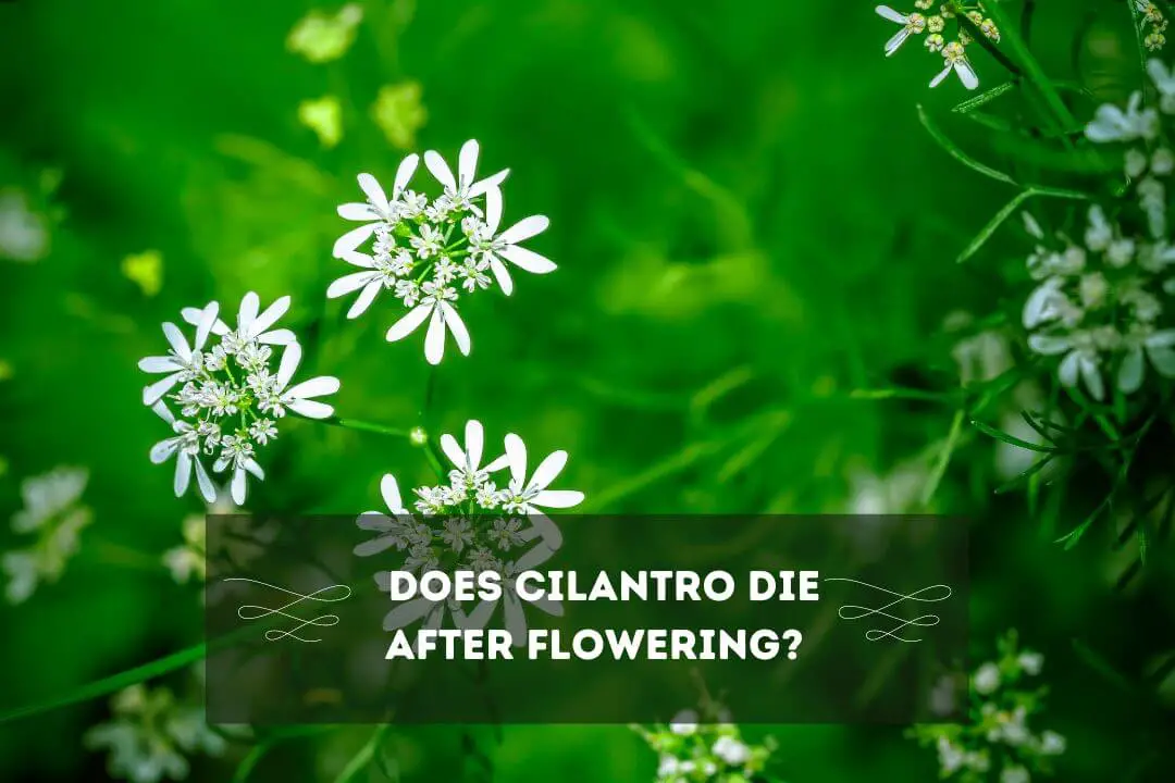 Why Does My Cilantro Keep Dying? (9 DEADLY REASONS)