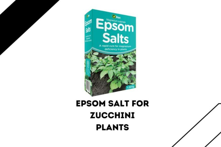 Using Epsom Salt For Zucchini Plants: 3 Key Benefits