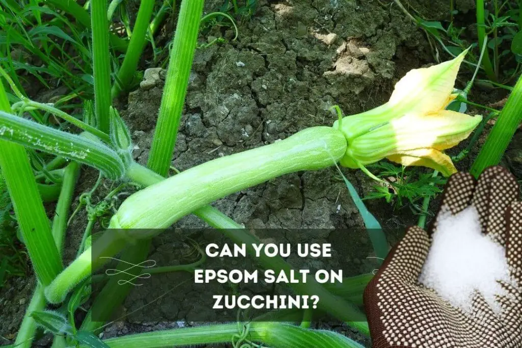Epsom Salt For Zucchini Plants: Can You Use Epsom Salt On Zucchini? 