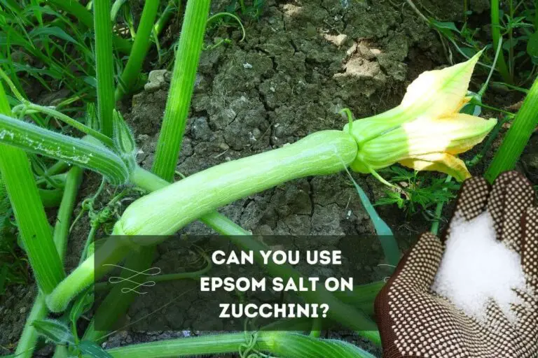 Using Epsom Salt For Zucchini Plants 3 Key Benefits
