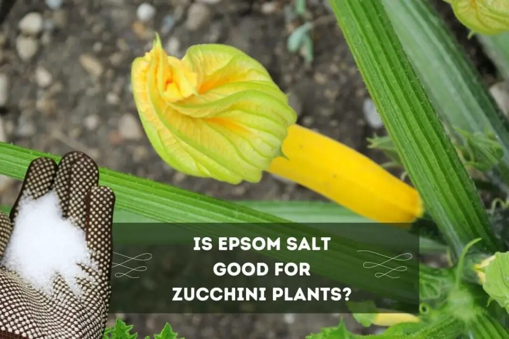 Is Epsom Salt Good For Zucchini Plants?