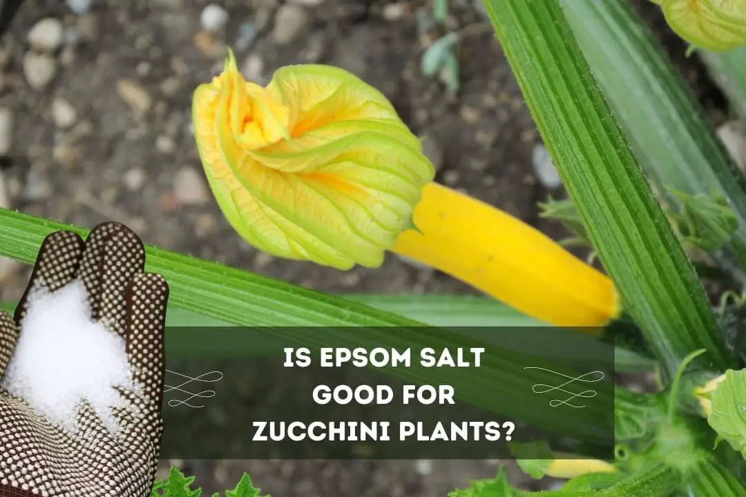 Using Epsom Salt For Zucchini Plants 3 Key Benefits