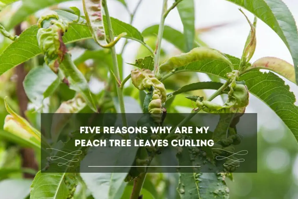 5-reasons-why-are-my-peach-tree-leaves-curling