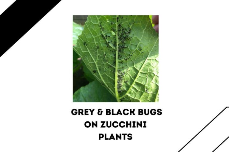 Grey, Black, & Squash Bugs On Zucchini Plants (101 Guide)