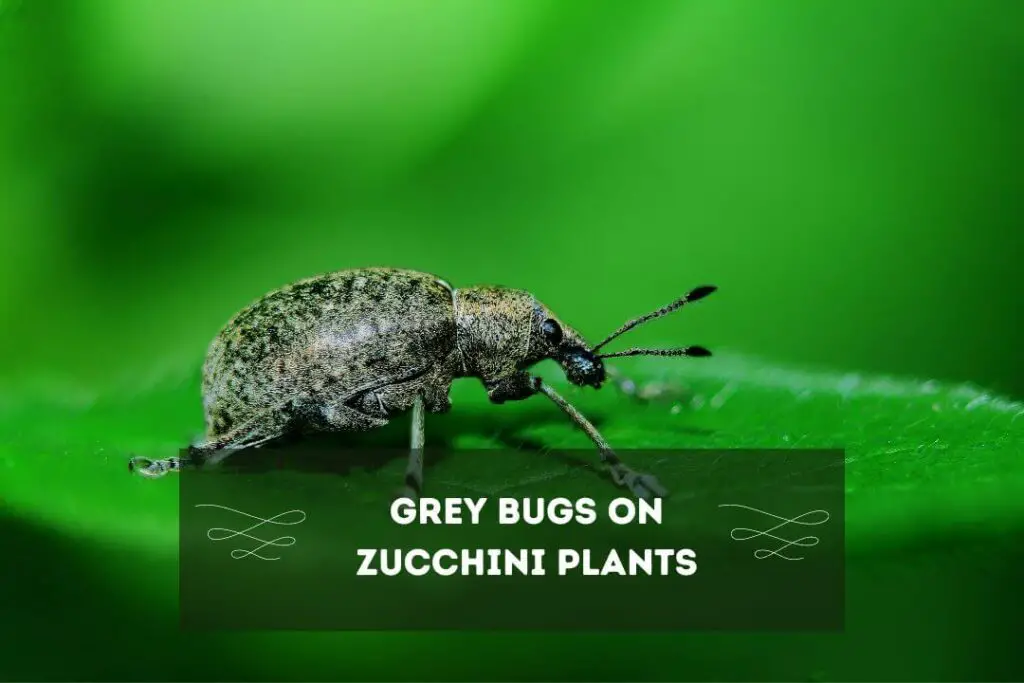 What Are Grey Bugs On Zucchini Plants?