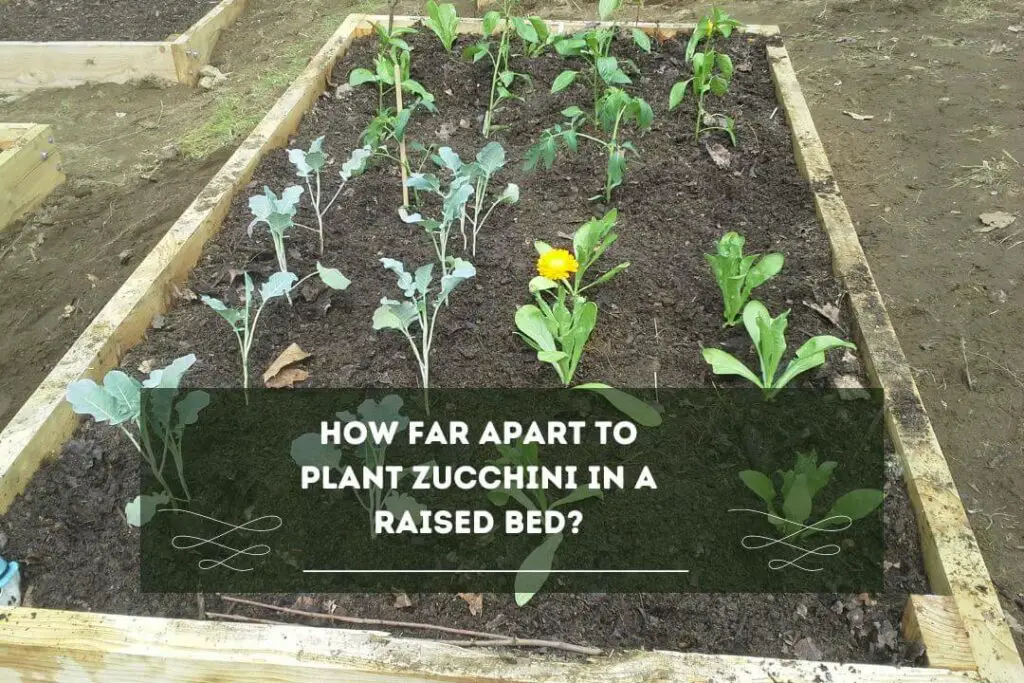 Image of Cucumbers and zucchini growing in a raised bed