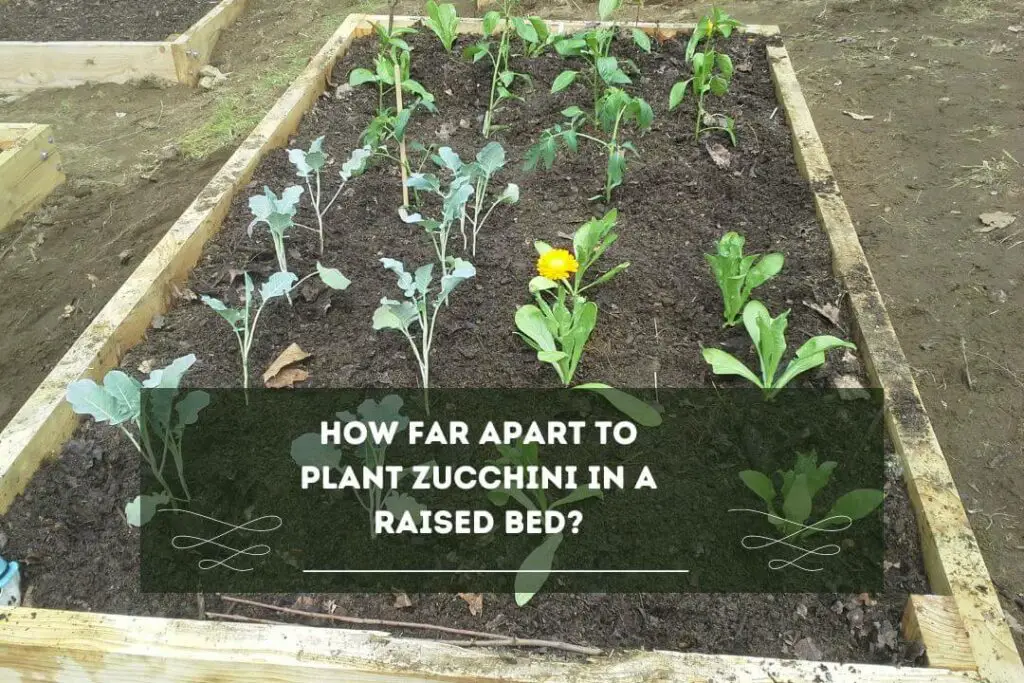 Image of Zucchini grown in raised garden bed