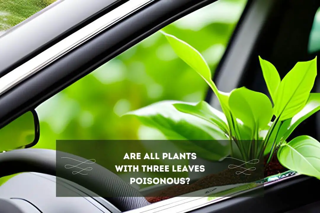 How Long Can Plants Survive in a Car? ( 5 Signs Of Damage)