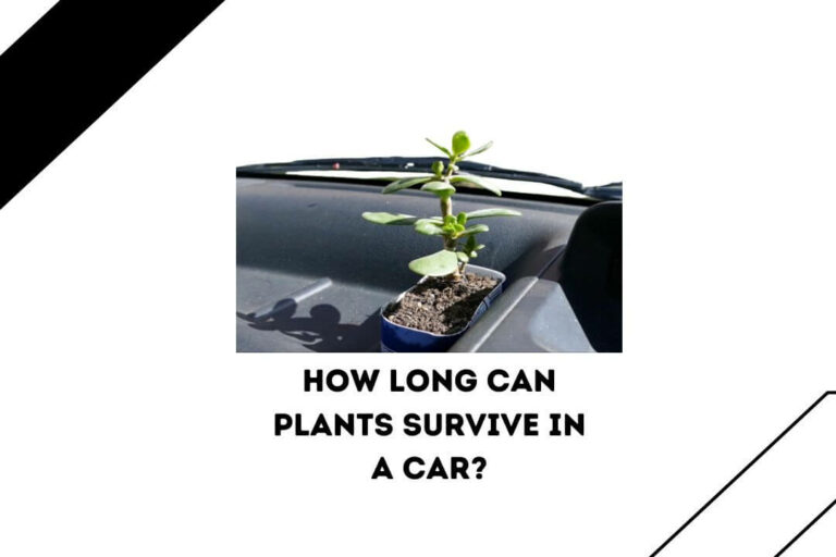 How Long Can Plants Survive in a Car? ( 5 Signs Of Damage)