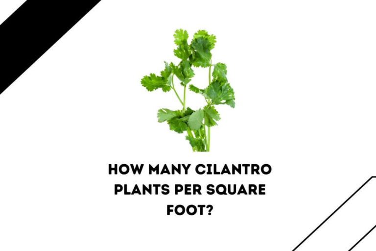 How Many Cilantro Plants Per Square Foot? (5 Key Factors)