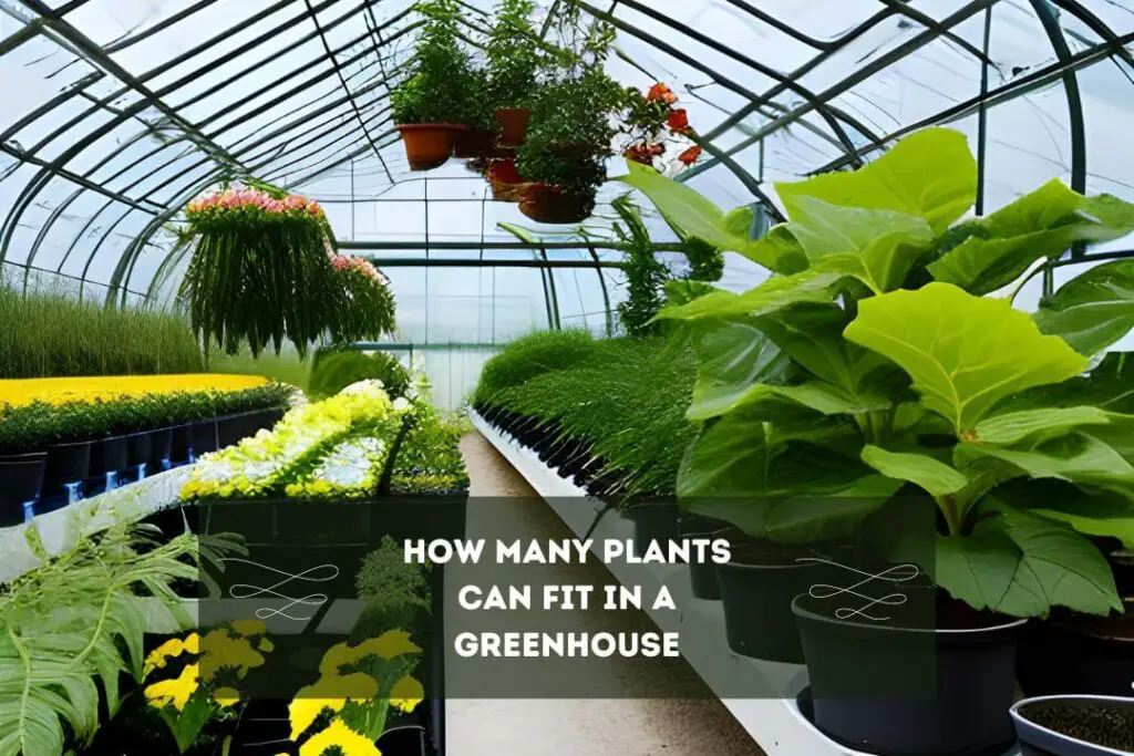 How Many Plants Can Fit In A Greenhouse