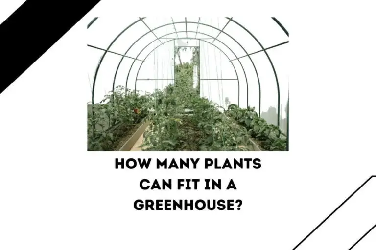 How Many Plants Can Fit In A Greenhouse? (5 Key Factors)