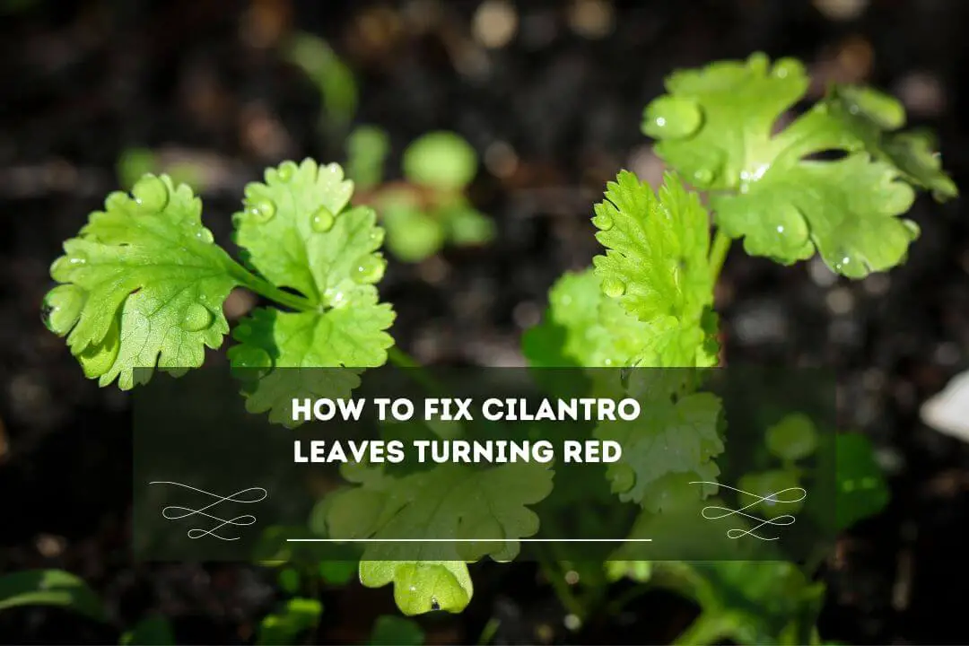 Cilantro Leaves Turning Red7 Possible Reasons & 3 Risks